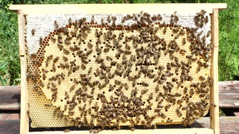 A large number of eggs and larvae of future bees in the honeycombs. Stock Footage 344942365