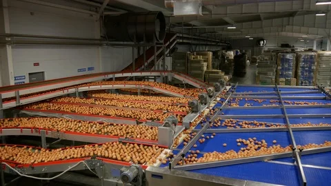 Large number of eggs Stock Footage 100509917