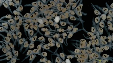 A large number of embryos fish just hatched from eggs, under a microscope Stock Footage 97764274