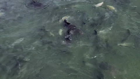 A large number of fish feed in the lake Stock Footage 250144249