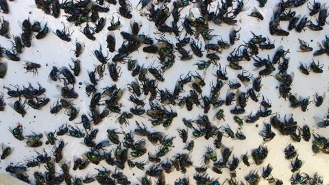 A large number of flies stuck on glue applied to white cardboard Stock Footage 157182229