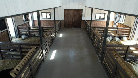A large number of goats are fed in the barn Video stock 250196446