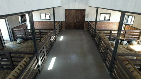 A large number of goats are fed in the barn Video stock 250196485
