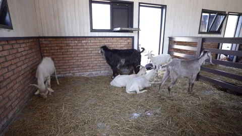 A large number of goats are fed in the barn Stock Footage 250196697