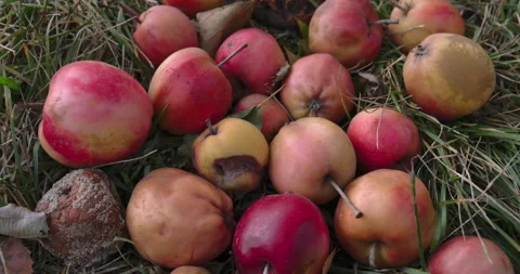 A large number of good and rotten apples Stock Footage 252818062