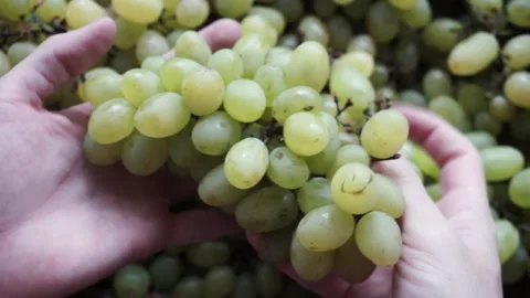 A large number of grapes in one pile Stock Footage 211442802