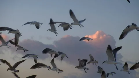 Large Number Of Gulls Flying over the sea Video stock 105144314