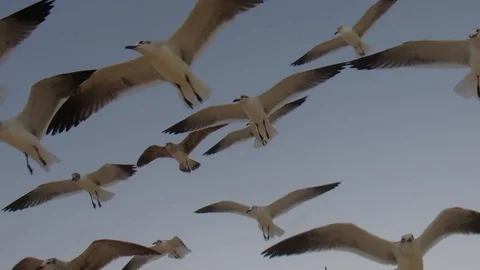 Large Number Of Gulls Flying over the sea 스톡 동영상 105144849