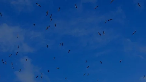 Large Number Of Gulls Flying over the sea Video stock 105144965