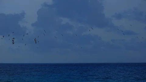 Large Number Of Gulls Flying over the sea Video stock 105144968