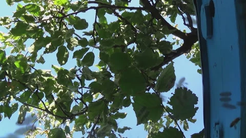 A large number of honey bees fly against the background of the blue sky. A swarm Stock Footage 252882409