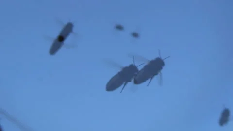 A large number of honey bees fly against the background of the blue sky. A swarm Stock-Footage 254729009