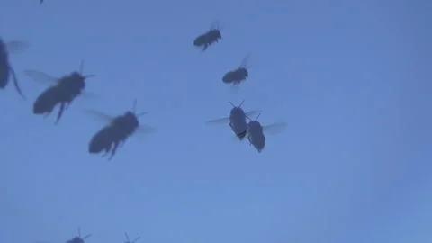 A large number of honey bees fly against the background of the blue sky. A swarm Stock-Footage 257425564