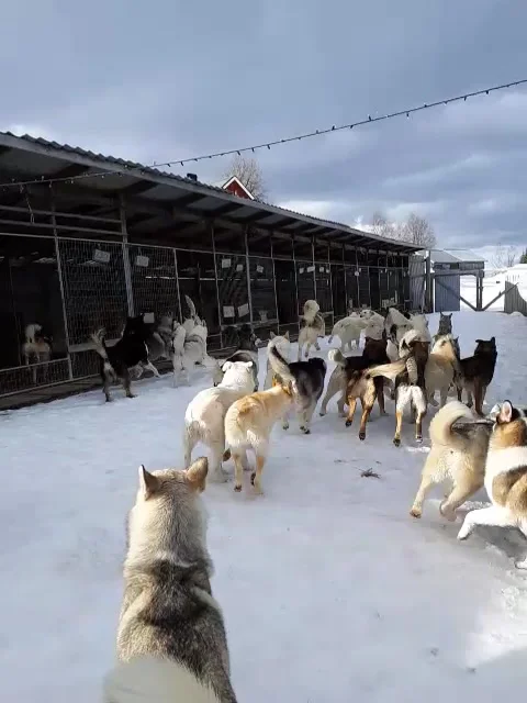 A large number of husky dogs return to their kennels Stock Footage 237761375