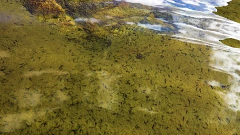 A large number of insect larvae in the lake Stock Footage 223380045