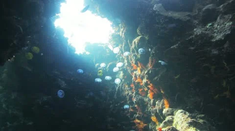 Large number of Jelly fish inside colorful cave under the sun light 動画素材 22640908