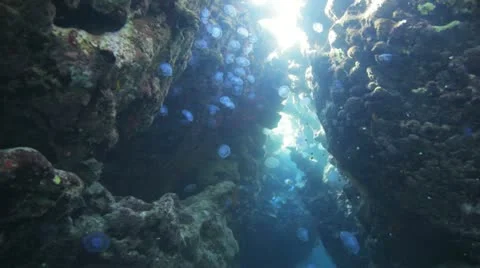 Large number of Jelly fish inside colorful cave under the sun light Stock Footage 22640993