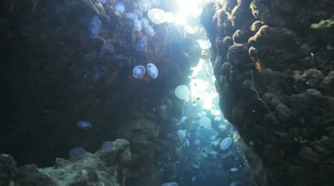 Large number of Jelly fish inside colorful cave under the sun light Stockbeeldmateriaal 22640995