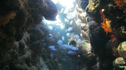 Large number of Jelly fish inside colorful cave under the sun light Stock Footage 22641009