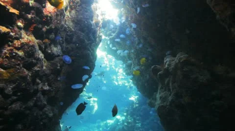 Large number of Jelly fish inside colorful cave under the sun light Stock Footage 22641017