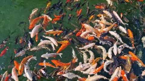 A large number of koi fish in one place Stock-Footage 337355057
