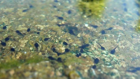 A large number of large frog tadpoles swim, rush about and wriggle Stock Footage 201086596