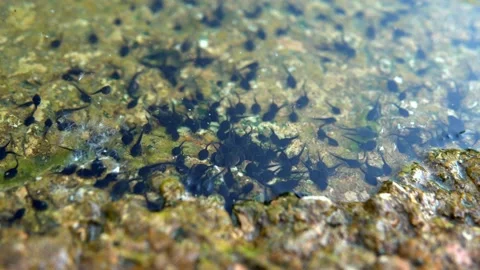 A large number of large frog tadpoles swim, rush about and wriggle Stock Footage 201086747