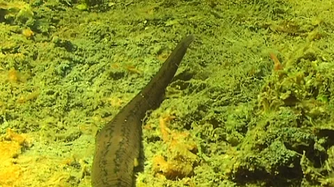 A large number of leech during floods on the rivers are carried out to the sea. Stock Footage 243596842