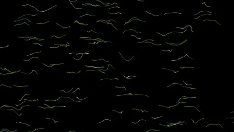 A large number of lines run around the screen Stock Footage 81677145