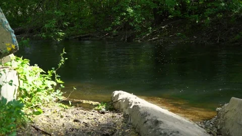 A large number of midges fly in a bunch on the river bank. 4k footage Stock Footage 194235133