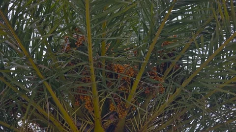 A large number of orange berries on the top of the tree among the green foliage Stock Footage 219766284
