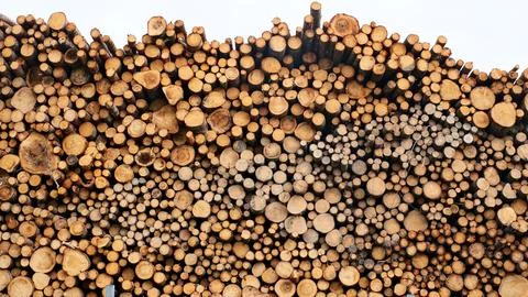 A large number of pine logs stacked neatly in a warehouse in open air territory Stock Photos