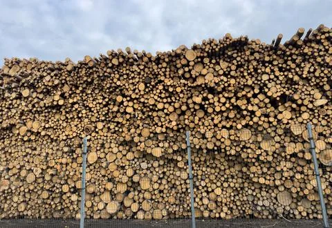 A large number of pine logs stacked neatly in a warehouse in open air territory Stock Photos