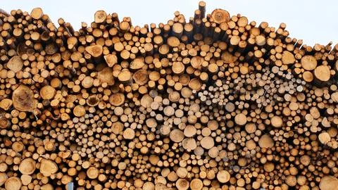 A large number of pine logs stacked neatly in a warehouse in open air territory Stock Photos