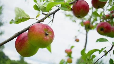 A large number of red apples grow on a tree. Video stock 248177109