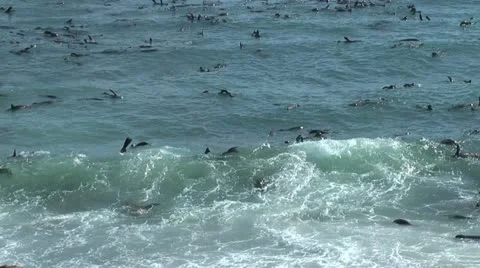 Large number of sea lions at cape cross, namibia Stock Footage