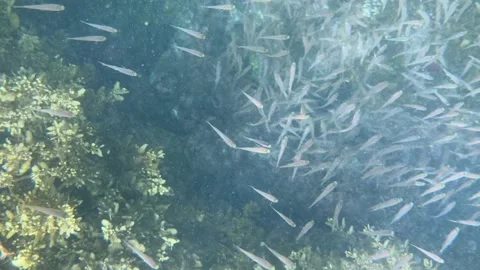 Large number of small fish gathers near an old reef among rocks and coral Stock Footage 336259330