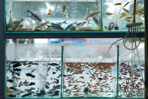 A large number of small fish of various species in aquarium pet shop Stock Photos