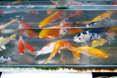 A large number of small fish of various species in aquarium pet shop Stock Photos