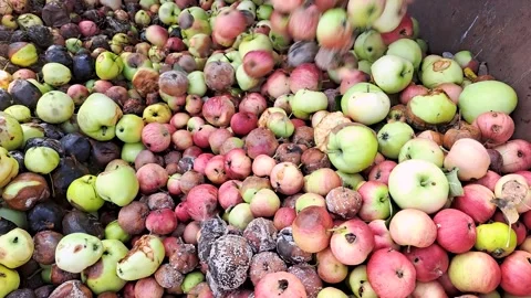 A large number of spoiled apples in the compost. Stock Footage 247960209