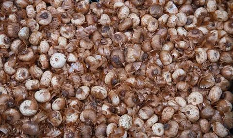 A large number of spring-flowering corms - crocuses or saffron Stock Photos