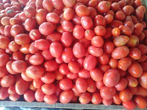 Large number of tomatoes Stock Photos