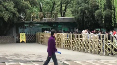 A Large Number of Tourists Queue Up To Watch Pandas In Beijing Zoo, China Stock Footage 239253504