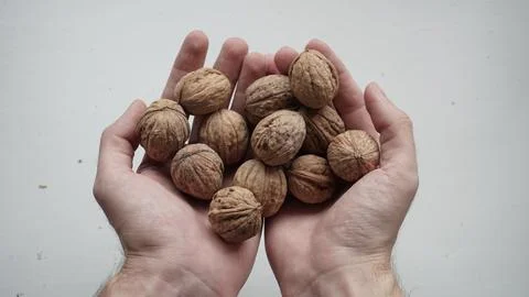 A large number of walnuts in the hands of a man Stock Photos