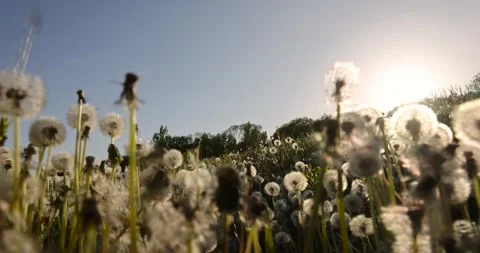 A large number of white dandelions at sunset, a field with white dandelion Stock Footage 264154818