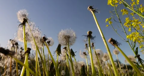 A large number of white dandelions at sunset, a field with white dandelion Stock Footage 265842737