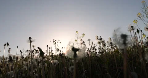 A large number of white dandelions at sunset, a field with white dandelion Stock Footage 267214332