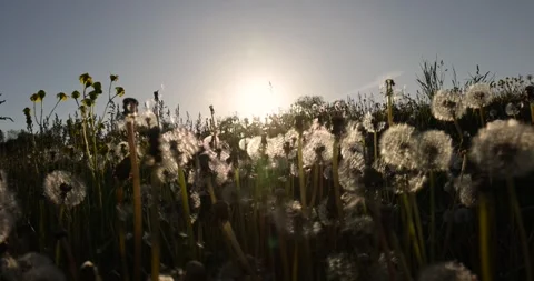A large number of white dandelions at sunset, a field with white dandelion Stock Footage 267862583