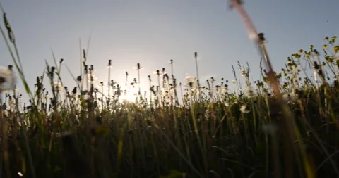 A large number of white dandelions at sunset, a field with white dandelion Stock Footage 268941198