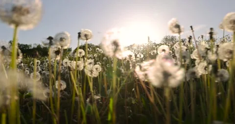 A large number of white dandelions at sunset, a field with white dandelion Stock Footage 270011773
